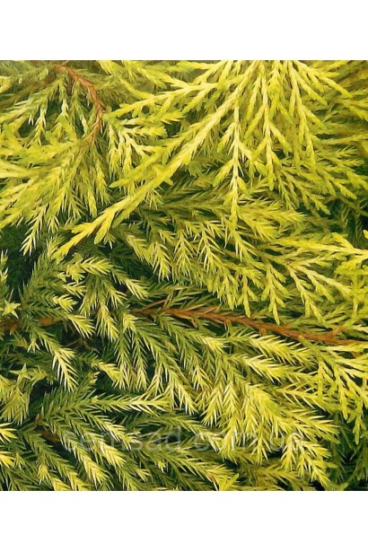 Ялівець середній Голден Саусер 